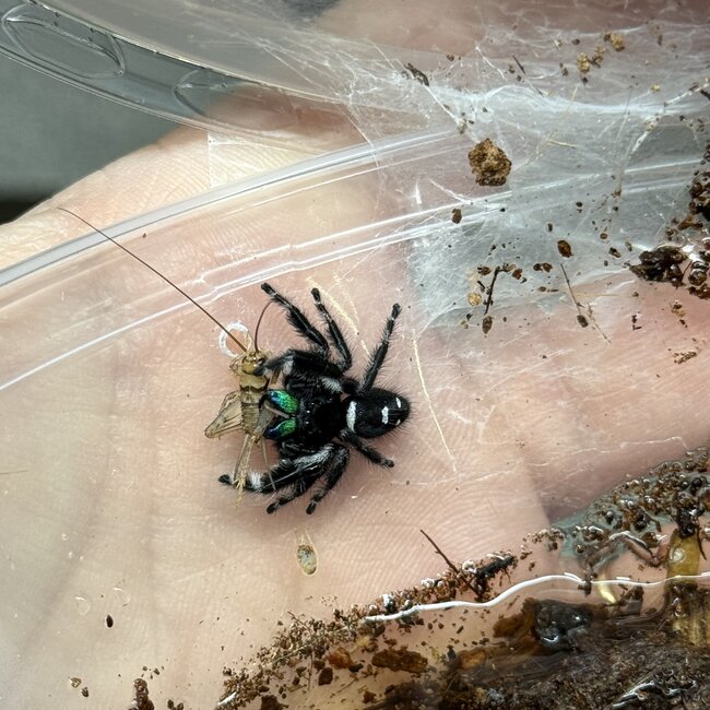 Phidippus regius 'Regal Jumping Spider' (sizes)