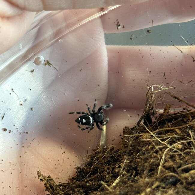 Phidippus regius 'Regal Jumping Spider' (sizes)