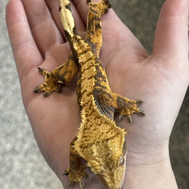 Crested Gecko 'A' Female