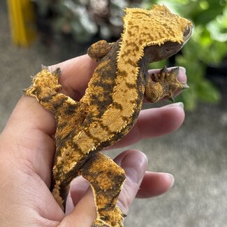 Crested Gecko 'A' Female