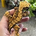 Crested Gecko 'A' Female