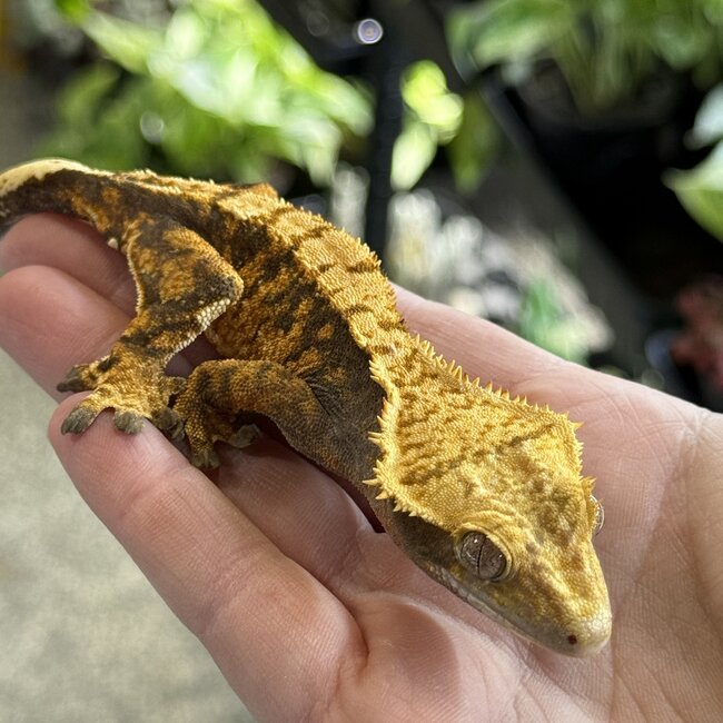Crested Gecko 'A' Female