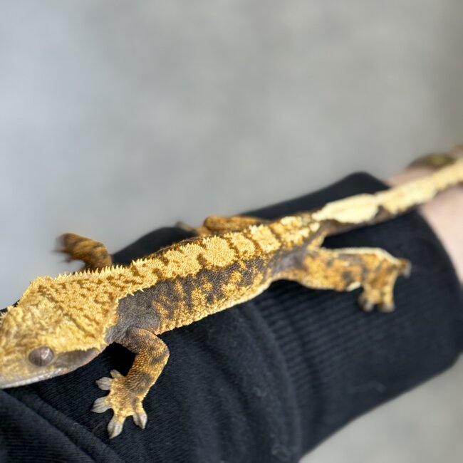 Crested Gecko 'A' Female