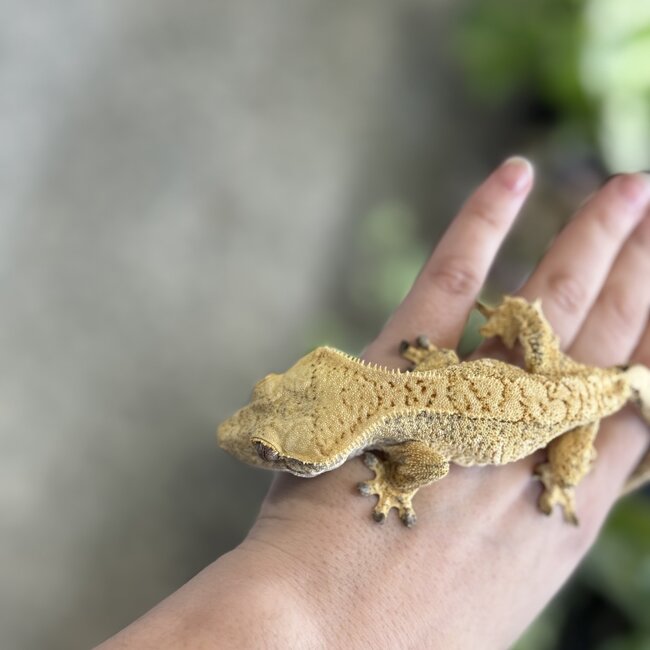 Crested Gecko 'B' Male