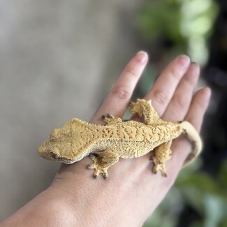 Crested Gecko 'B' Male