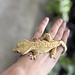 Crested Gecko 'B' Male