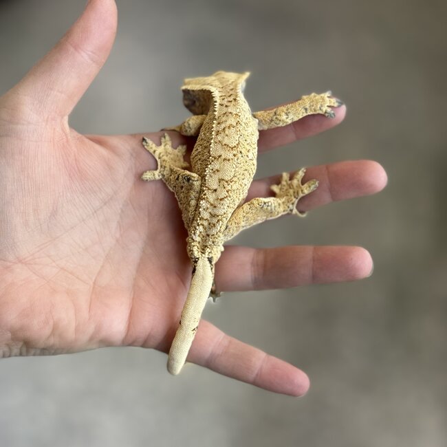 Crested Gecko 'B' Male