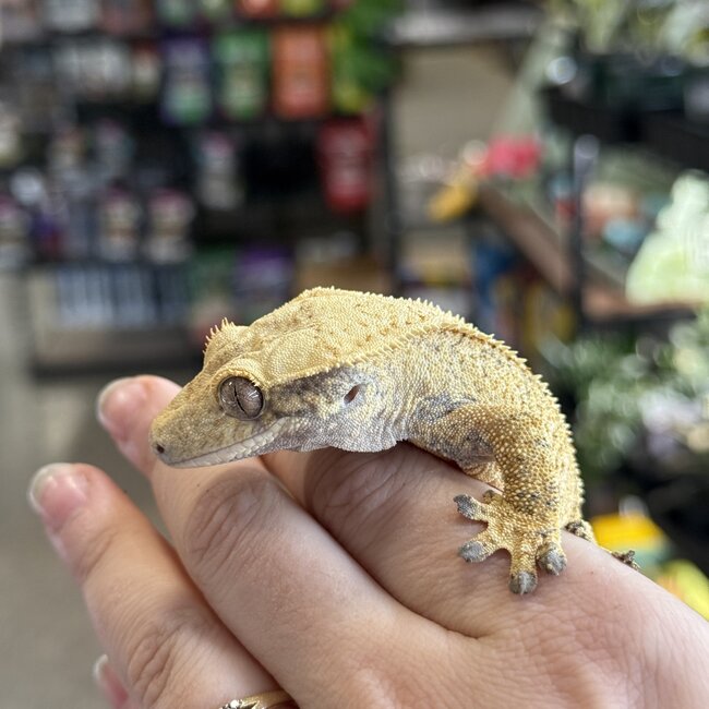 Crested Gecko 'B' Male