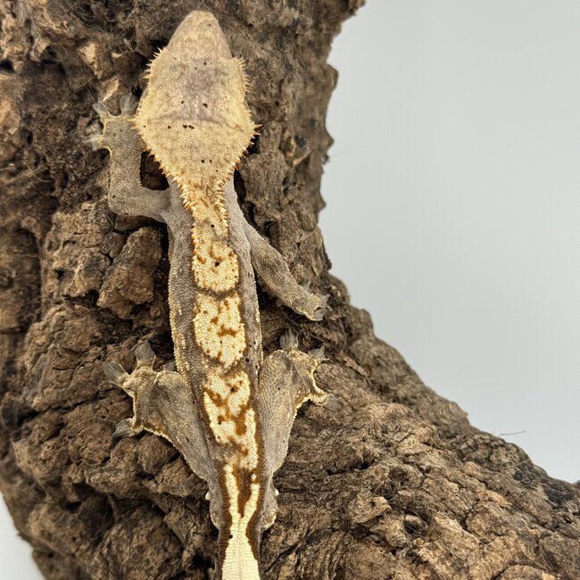 Crested Gecko 'C' Male