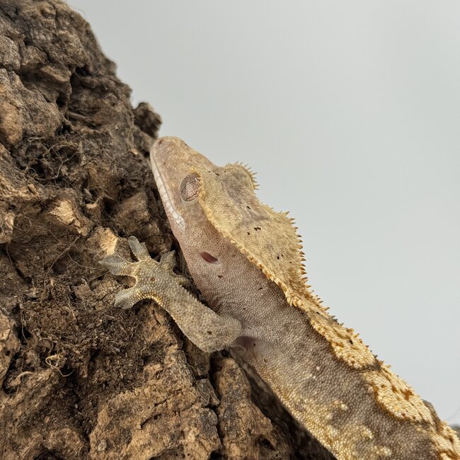 Crested Gecko 'C' Male