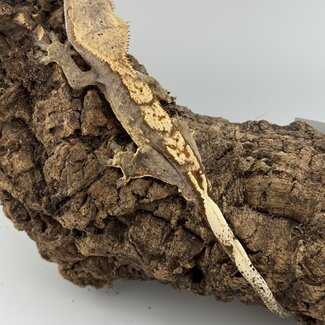 Crested Gecko 'C' Male