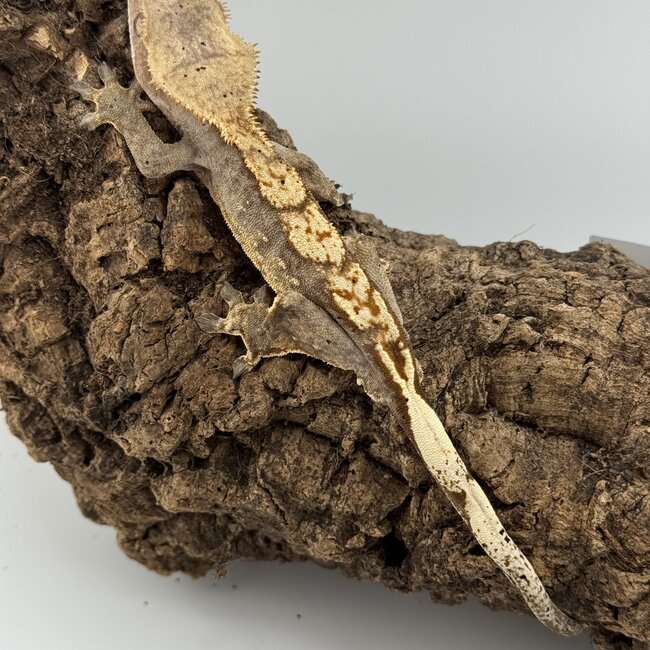Crested Gecko 'C' Male