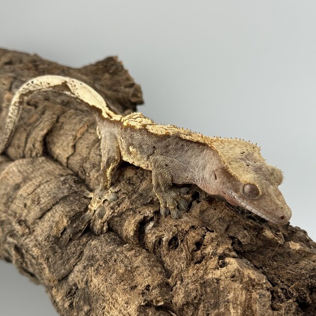 Crested Gecko 'C' Male