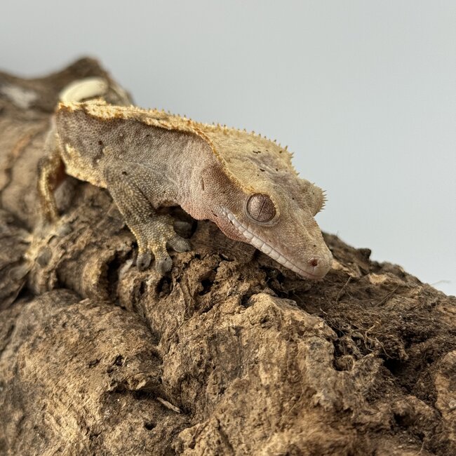 Crested Gecko 'C' Male