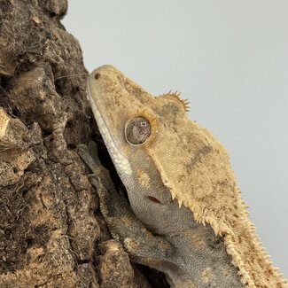 Crested Gecko 'D' Male