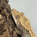 Crested Gecko 'D' Male