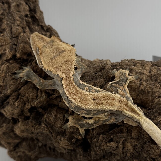 Crested Gecko 'D' Male