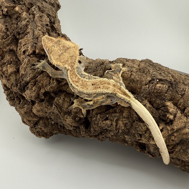 Crested Gecko 'D' Male