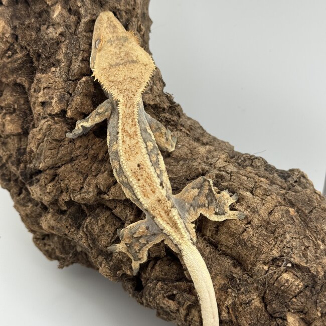 Crested Gecko 'D' Male