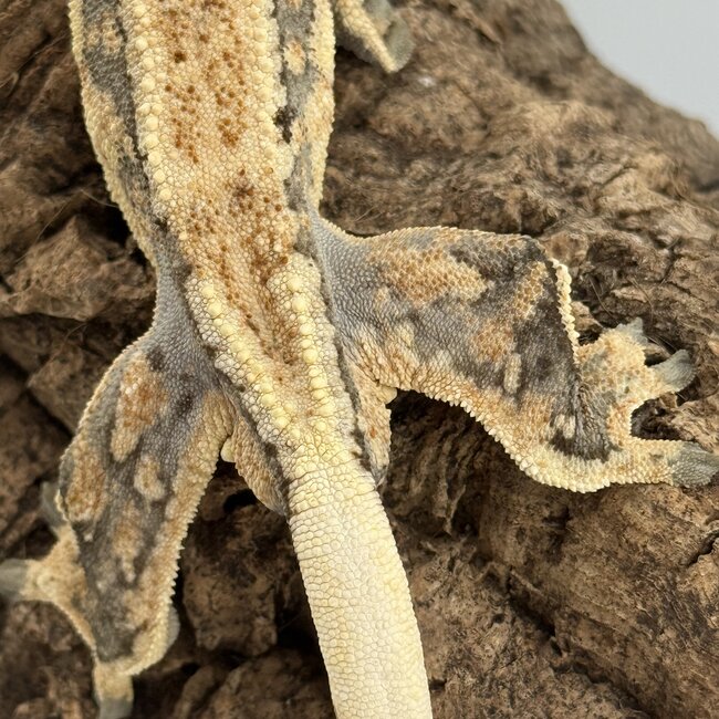 Crested Gecko 'D' Male