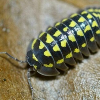 Armadillidium gestroi 'Gold Spot' 10pk Isopod