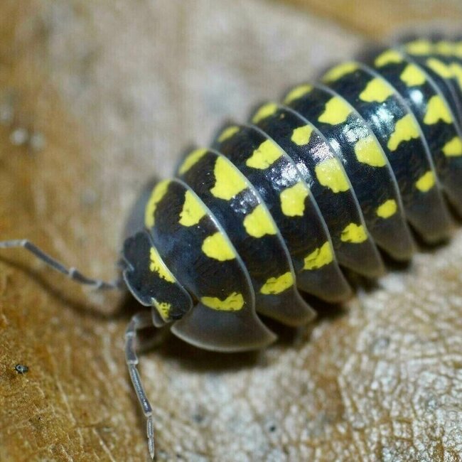 Armadillidium gestroi 'Gold Spot' 10pk Isopod