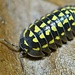 Armadillidium gestroi 'Gold Spot' 10pk Isopod