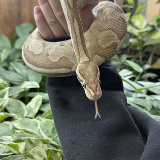 Ball Python 'Loveyes' SP