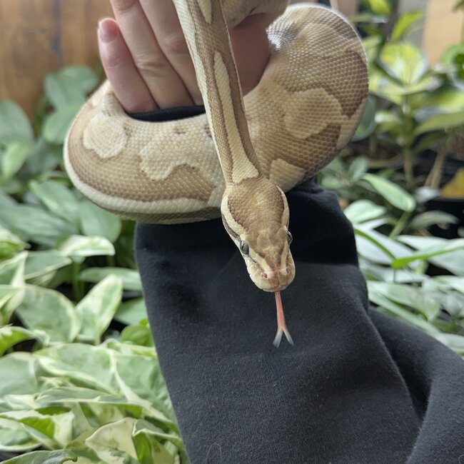 Ball Python 'Loveyes' SP