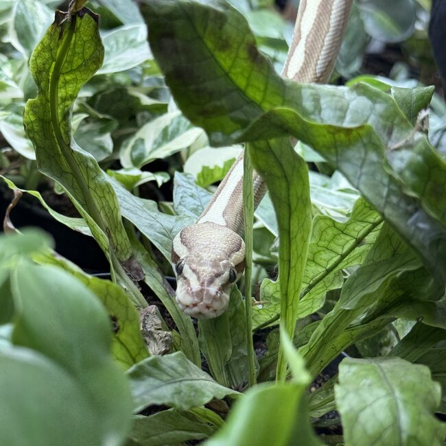 Ball Python 'Loveyes' SP