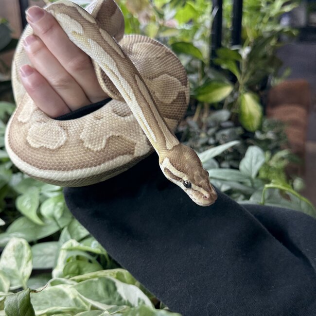 Ball Python 'Loveyes' SP