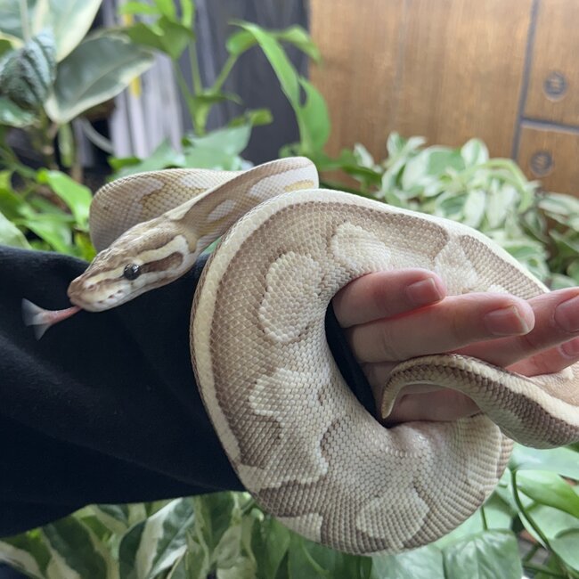 Ball Python 'Loveyes' SP