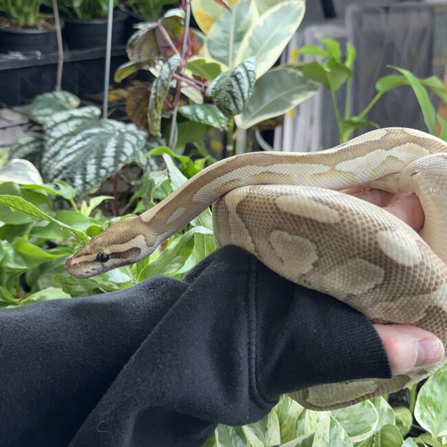 Ball Python 'Loveyes' SP