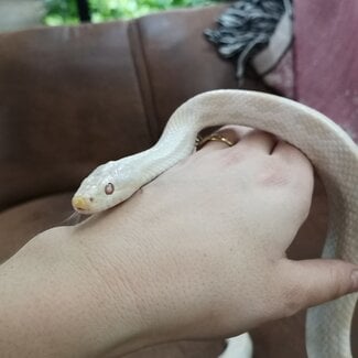 Corn Snake 'Elvis' SP