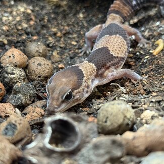 Normal Fat Tail Gecko 'N4' het Patternless / Caramel Albino
