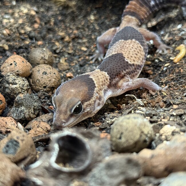 Normal Fat Tail Gecko 'N4' het Patternless / Caramel Albino