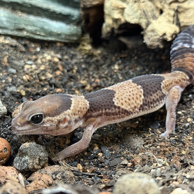 Normal Fat Tail Gecko 'N4' het Patternless / Caramel Albino