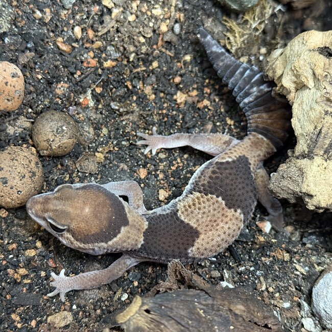 Normal Fat Tail Gecko 'N4' het Patternless / Caramel Albino