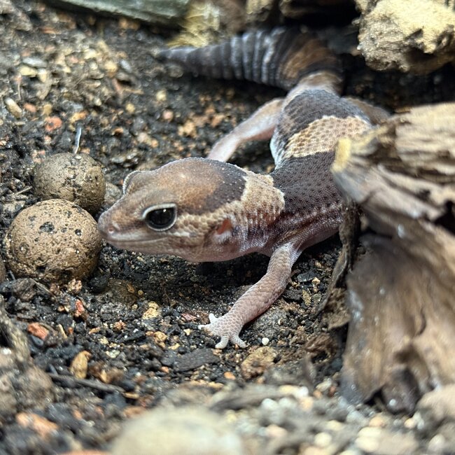 Normal Fat Tail Gecko 'N4' het Patternless / Caramel Albino