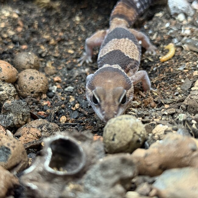 Normal Fat Tail Gecko 'N4' het Patternless / Caramel Albino