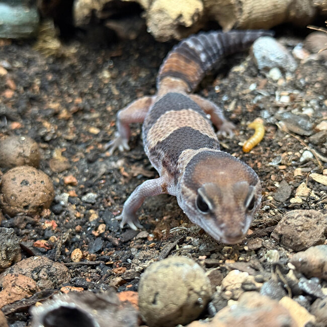 Normal Fat Tail Gecko 'N4' het Patternless / Caramel Albino