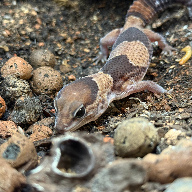 Normal Fat Tail Gecko 'N4' het Patternless / Caramel Albino