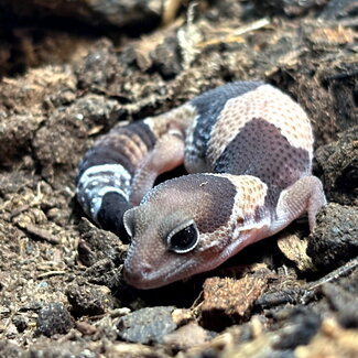 Fat tail Gecko Normal