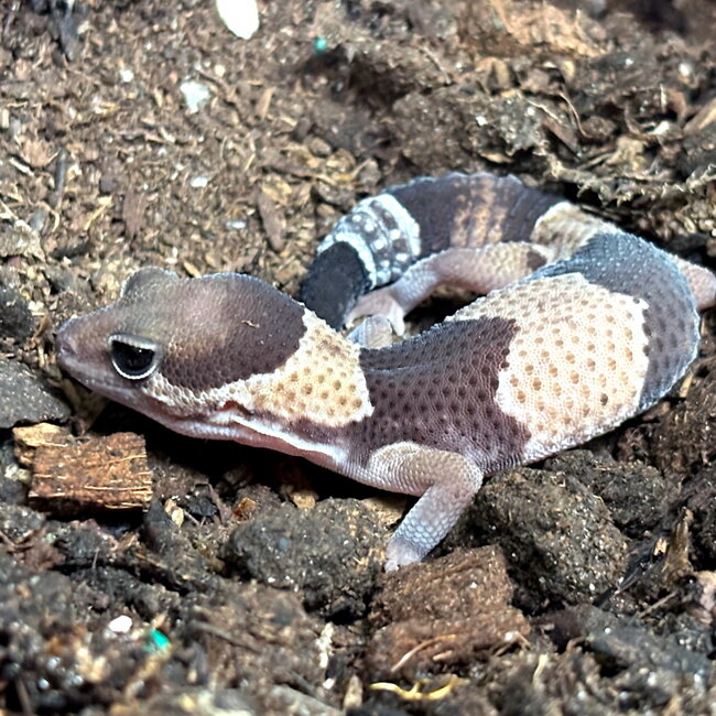 Fat tail Gecko Normal