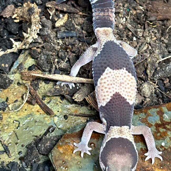 Fat tail Gecko Normal