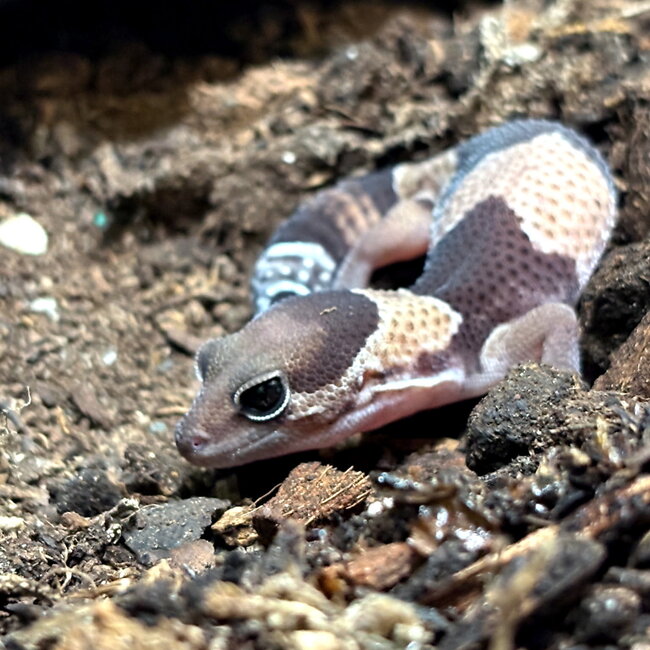 Fat tail Gecko Normal