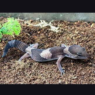 Fat Tail Gecko Normal ‘D5’