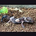 Fat Tail Gecko Normal ‘D5’