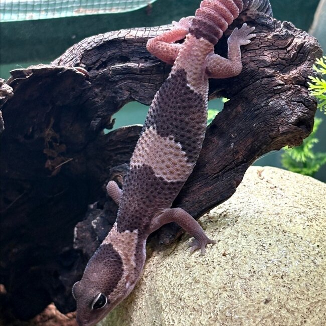 Fat Tail Gecko Normal ‘D5’