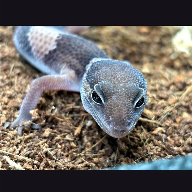 Fat Tail Gecko Normal ‘D5’